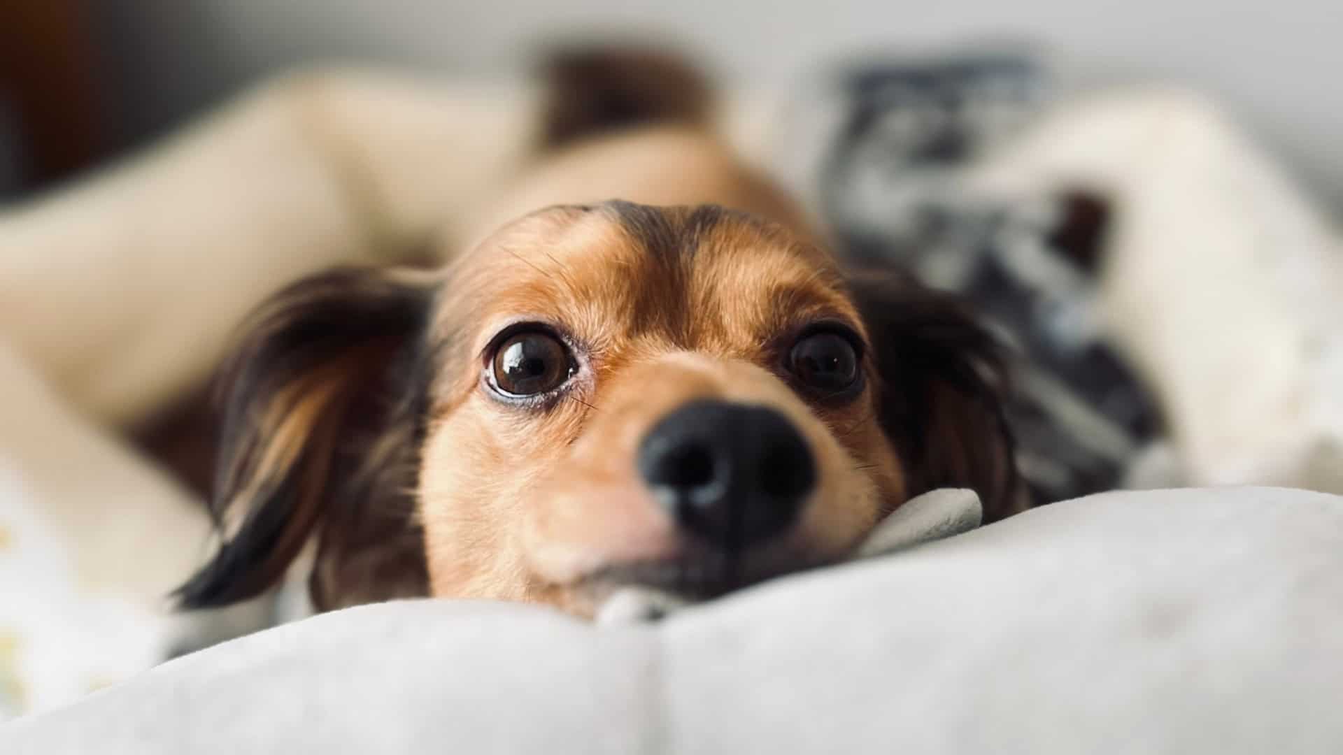What Causes Anxiety in Dogs