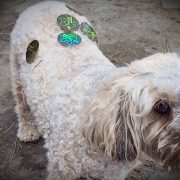 ANF ANIMAL Use Dog