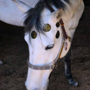 ANF ANIMAL Use Horse